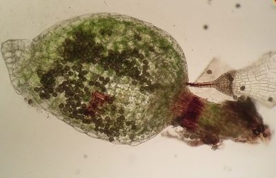 Physcomitrium patens, photographed by George Greiff