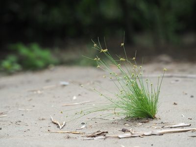 Bulbostylis barbata, photographed by 葉子