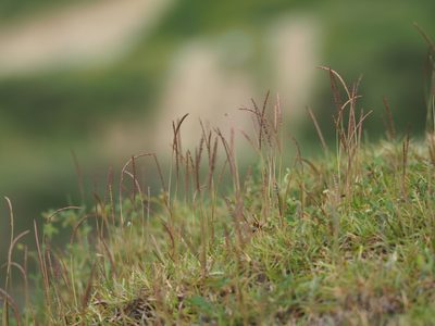 Eremochloa ophiuroides, photographed by 葉子