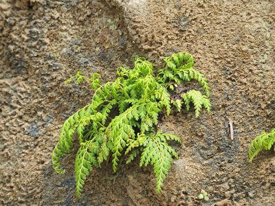 Odontosoria biflora, photographed by 葉子