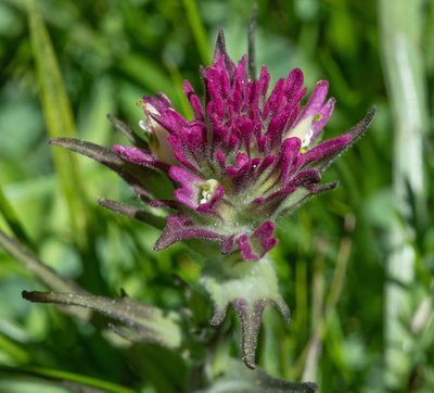 Castilleja lassenensis, photographed by Don Loarie