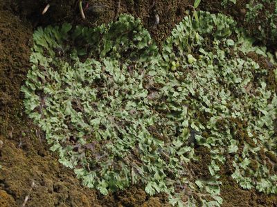 Marchantia pinnata, photographed by 葉子