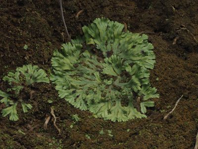 Marchantia pinnata, photographed by 葉子