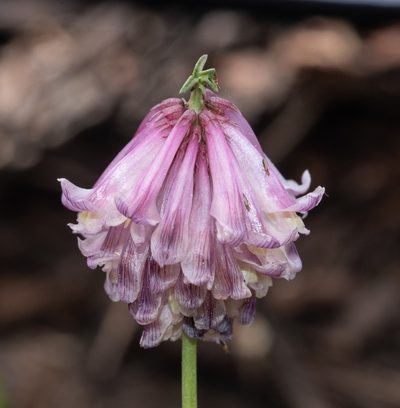 Trifolium productum, photographed by Don Loarie