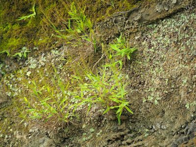 Pogonatherum crinitum, photographed by 葉子
