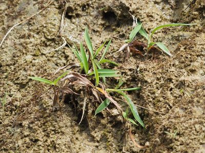 Ischaemum aristatum, photographed by 葉子