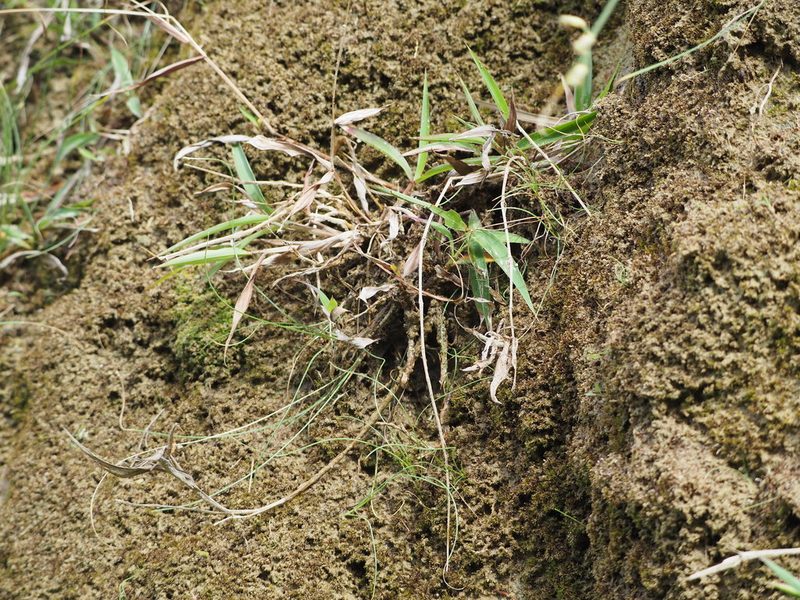 Ischaemum aristatum, photographed by 葉子