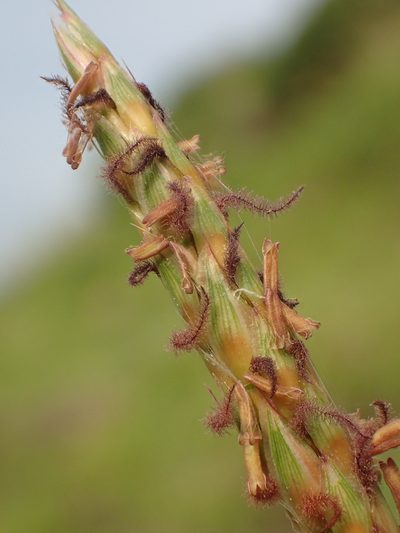 Ischaemum aristatum, photographed by 葉子