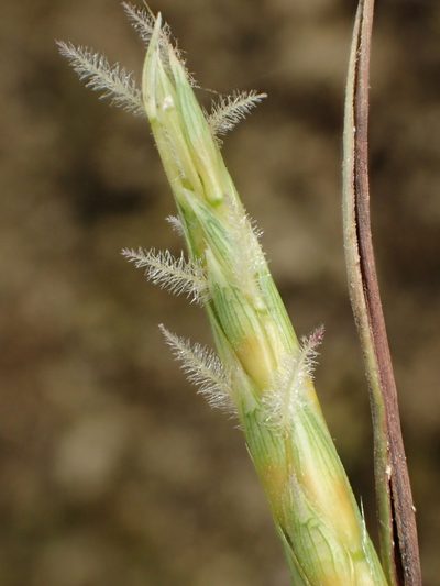 Ischaemum aristatum, photographed by 葉子