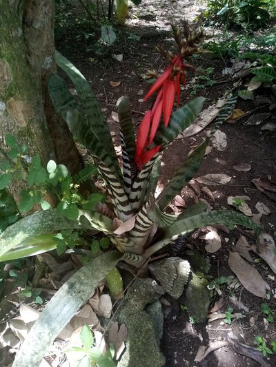 Aechmea chantinii, photographed by Leo Arias