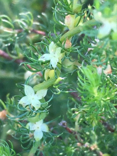 Cliffortia subsetacea, photographed by Caroline Voget