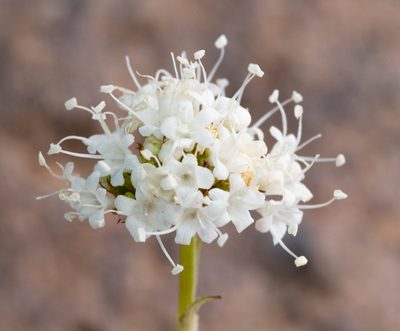 Valeriana californica, photographed by Don Loarie