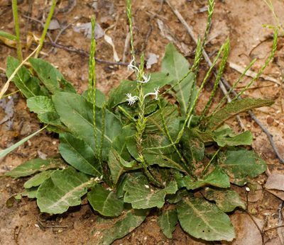 Elytraria acaulis, photographed by i_c_riddell