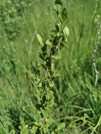 Betula humilis, photographed by Sigitas Juzėnas