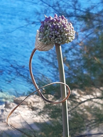 Allium commutatum, photographed by Martin Scheuch