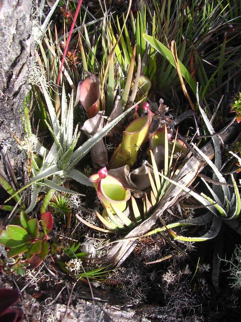 Heliamphora nutans, photographed by ml_ls
