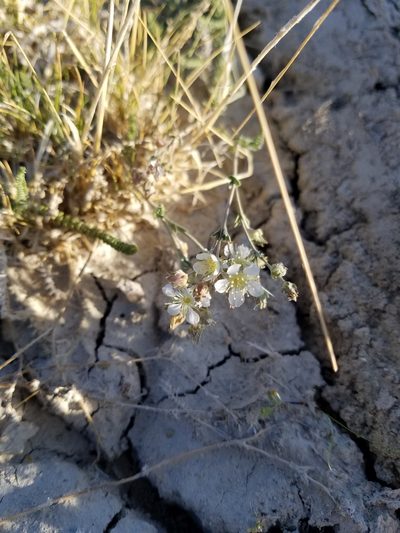 Potentilla kingii, photographed by Quinn Campbell