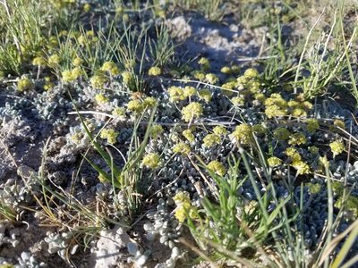 Eriogonum shockleyi, photographed by Quinn Campbell