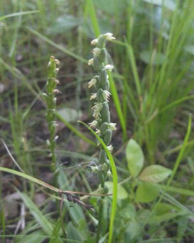 Herminium monorchis, photographed by Юлия