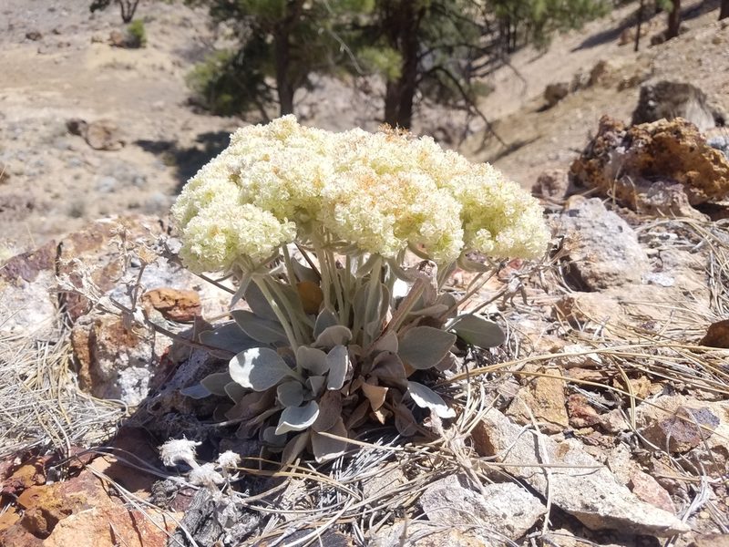 Eriogonum robustum, photographed by Quinn Campbell