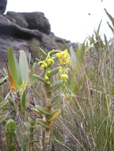 Epidendrum alsum, photographed by ml_ls