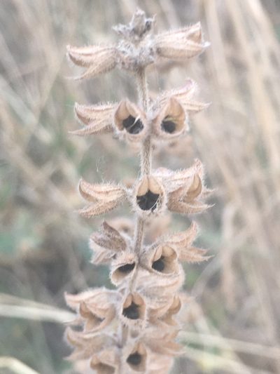 Salvia virgata, photographed by Максим Шумских