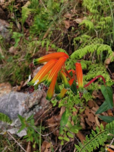 Cuphea jorullensis, photographed by Juan Carlos Pérez Magaña