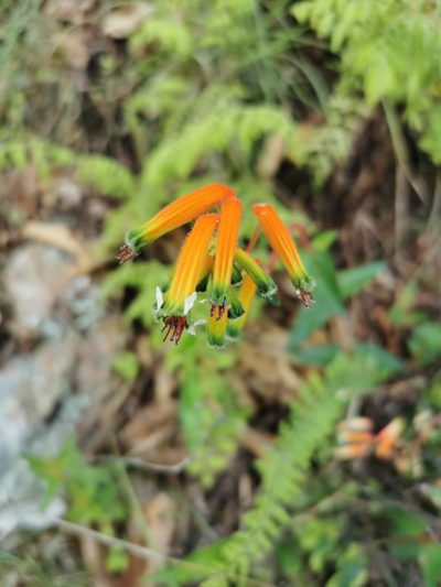 Cuphea jorullensis, photographed by Juan Carlos Pérez Magaña