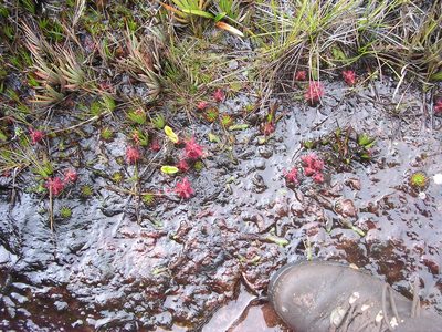 Drosera roraimae, photographed by ml_ls