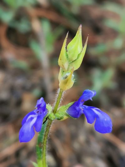 Salvia laevis, photographed by Juan Carlos Pérez Magaña