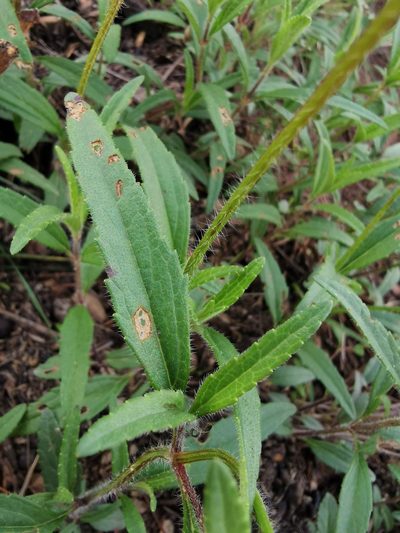 Salvia laevis, photographed by Juan Carlos Pérez Magaña
