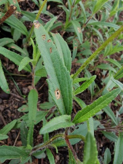 Salvia laevis, photographed by Juan Carlos Pérez Magaña