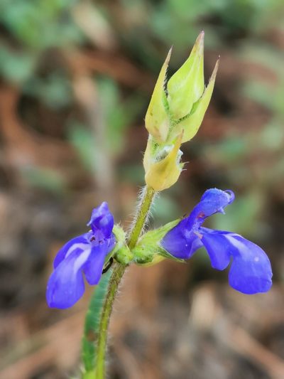 Salvia laevis, photographed by Juan Carlos Pérez Magaña