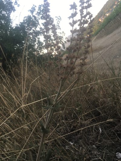 Salvia virgata, photographed by Максим Шумских