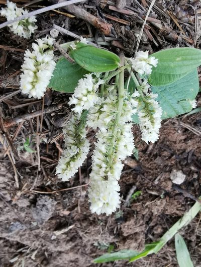 Dioscorea minima, photographed by Juan Carlos Pérez Magaña