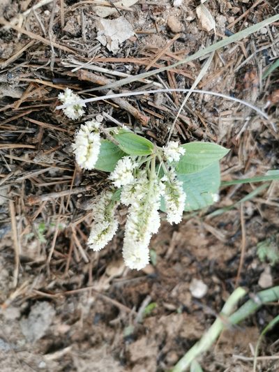 Dioscorea minima, photographed by Juan Carlos Pérez Magaña