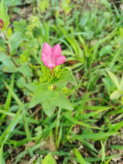 Spigelia scabrella, photographed by Juan Carlos Pérez Magaña