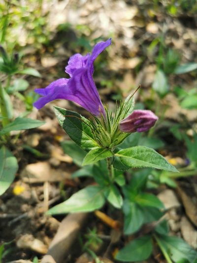 Ruellia lactea, photographed by Juan Carlos Pérez Magaña