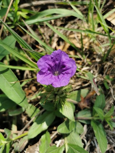 Ruellia lactea, photographed by Juan Carlos Pérez Magaña