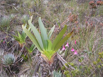 Stegolepis guianensis, photographed by ml_ls