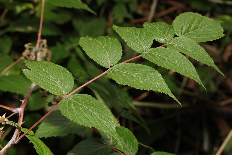 Rubus cockburnianus, photographed by Stephen James McWilliam
