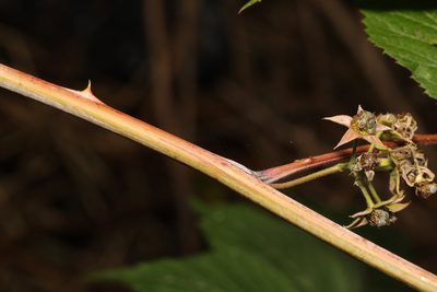 Rubus cockburnianus, photographed by Stephen James McWilliam
