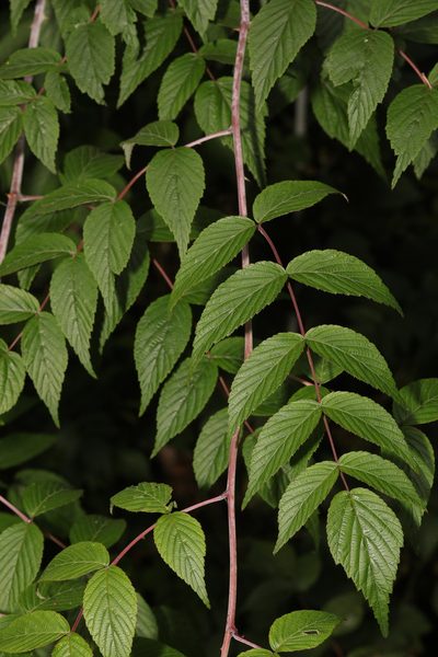 Rubus cockburnianus, photographed by Stephen James McWilliam