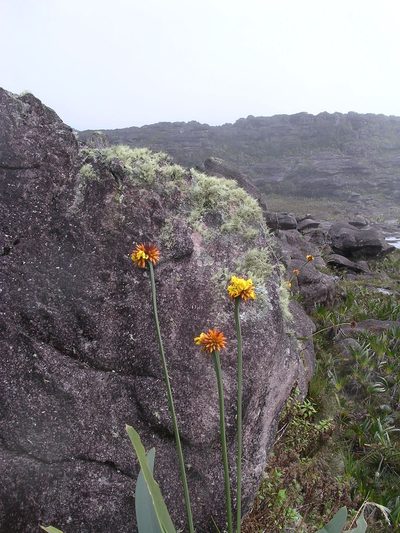 Stegolepis guianensis, photographed by ml_ls