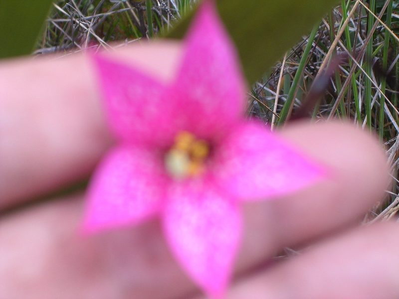 Celiantha imthurniana, photographed by ml_ls