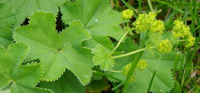 Alchemilla propinqua, photographed by Георгий Виноградов (Georgy Vinogradov)