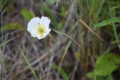 Oreomecon crocea, photographed by Syd Cannings