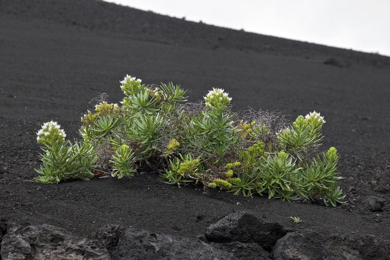 Echium brevirame, photographed by Jörg Hempel