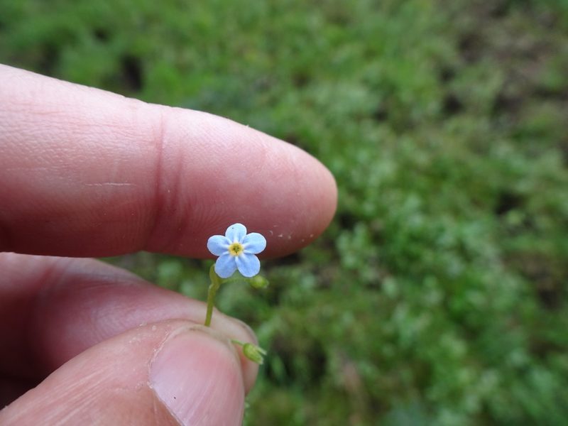 Myosotis secunda, photographed by Robert H. Wardell