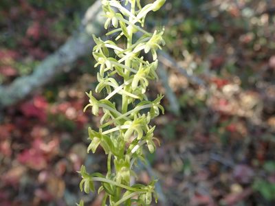 Platanthera elongata, photographed by joergmlpts